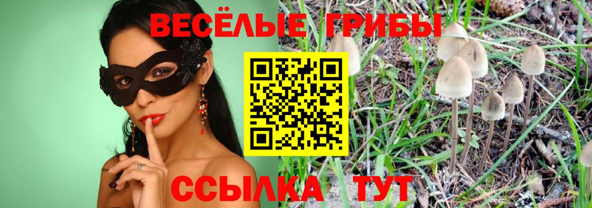Псилоцибиновые грибы Psilocybe  Вход с VPN  Выборг 